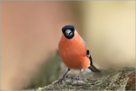 <p>HÝL OBECNÝ (Pyrrhula pyrrhula) Šluknovsko - Jiříkov ------- /Eurasian bullfinch - Gimpel/</p>